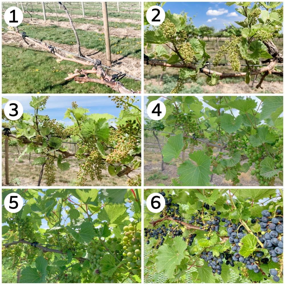 grape vines over a 6 month timespan