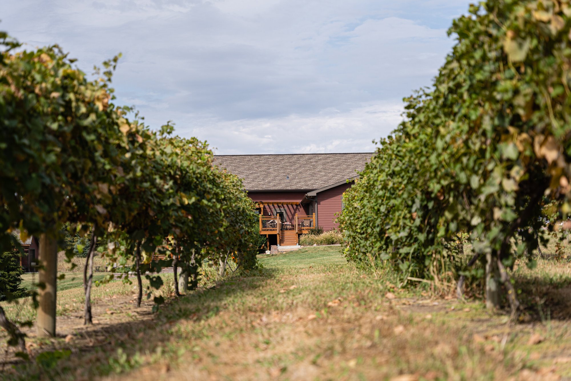 cellar 426