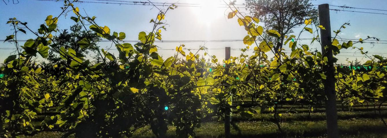 Blog Cellar 426 Vineyard Winery Ashland Ne