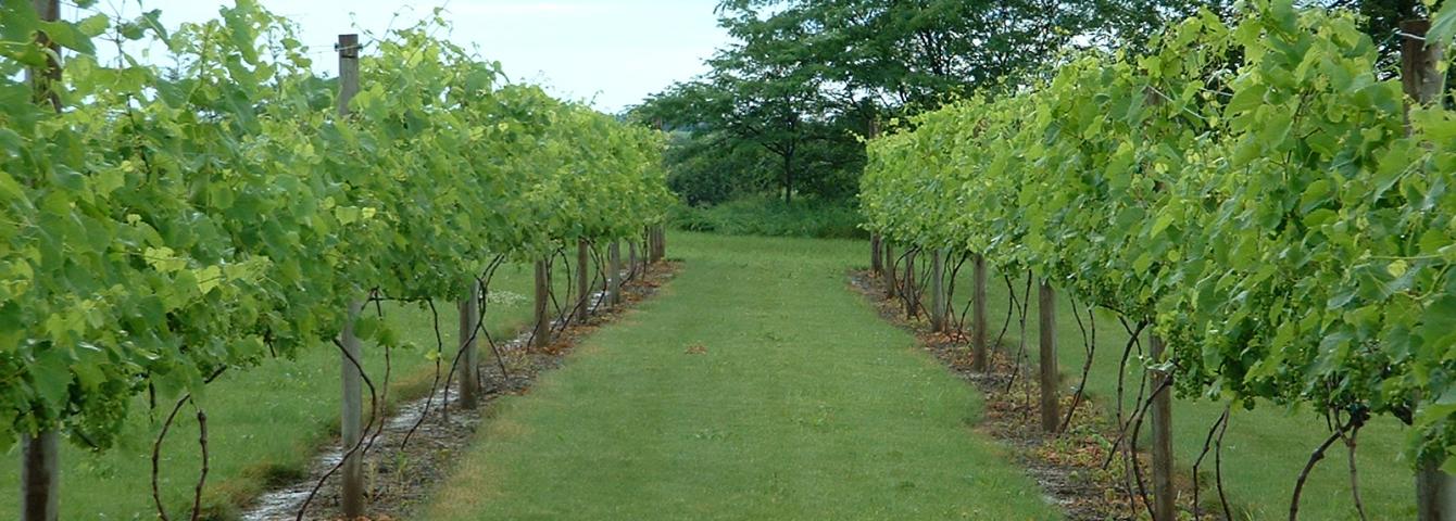 Grape Vines