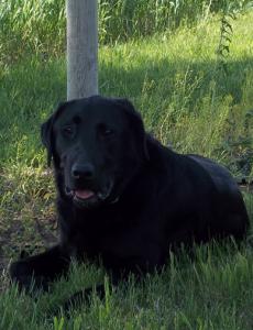 RIP Rocky